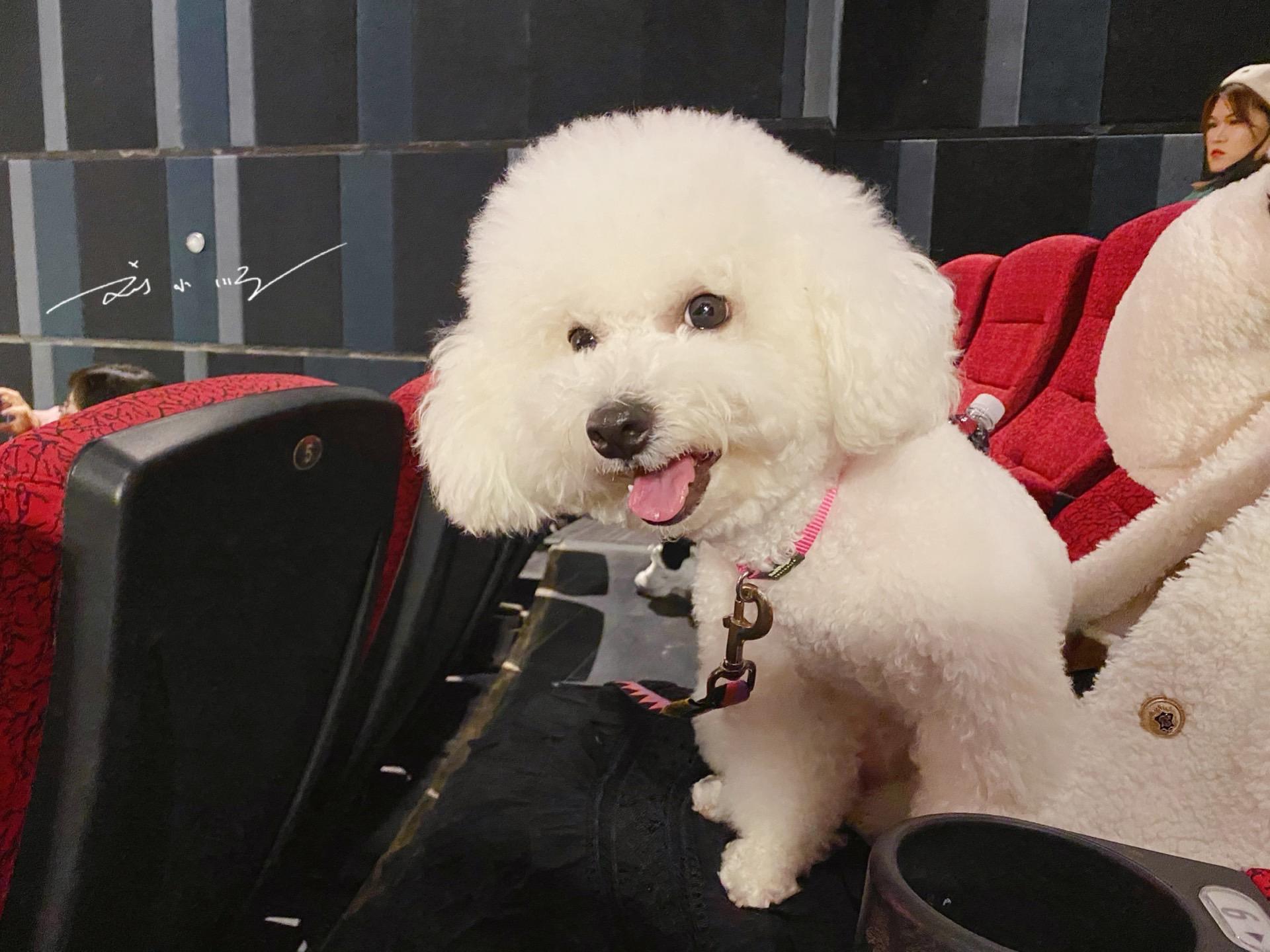 电影院最新上映电影一览,观影指南与详细步骤解析