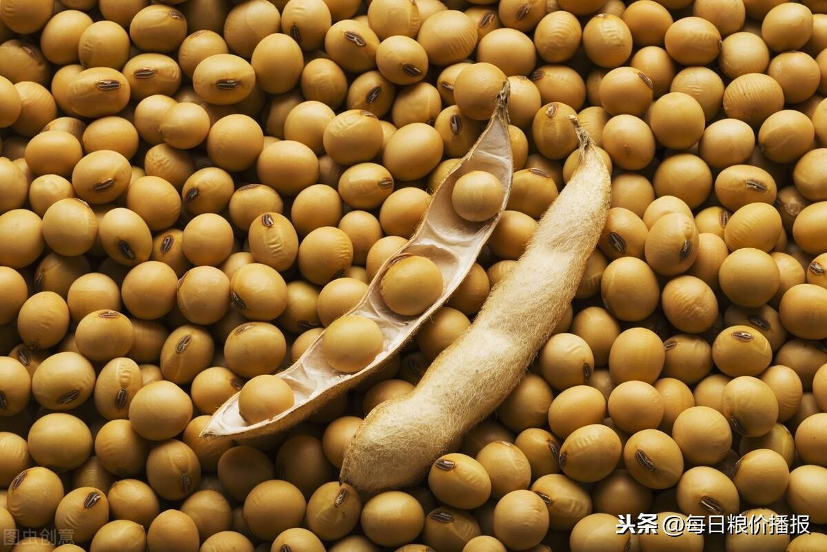 东北大豆最新价格及市场走势与影响因素深度解析