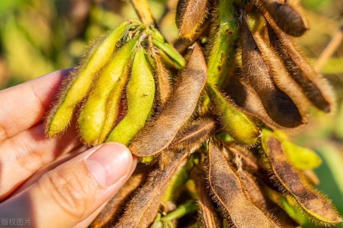 东北大豆最新价格及市场走势与影响因素深度解析