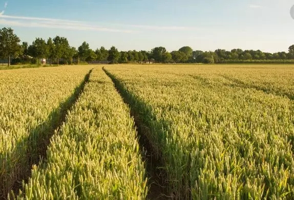 小麦最新行情价格走势揭秘,巷弄深处的麦香故事动态