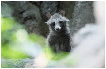 貉子皮,从古老传说到现代时尚界的华丽转变