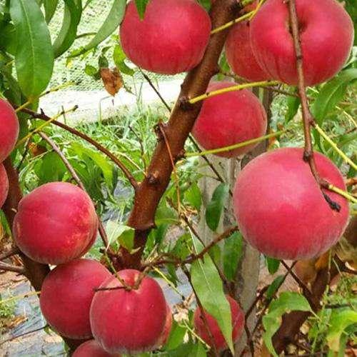 最新品种桃,机遇与挑战的并存之路