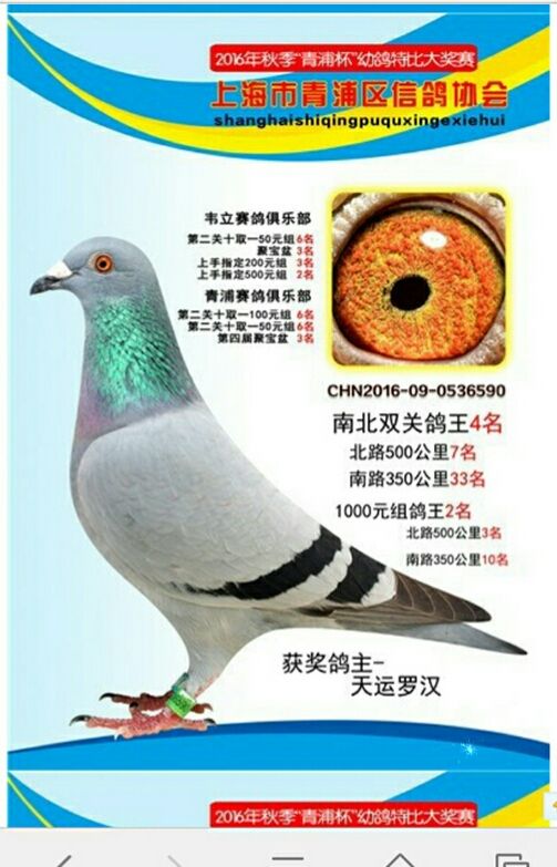 最新罗汉说鸽119期视频,深度解析养鸽之道,带你领略养鸽的魅力