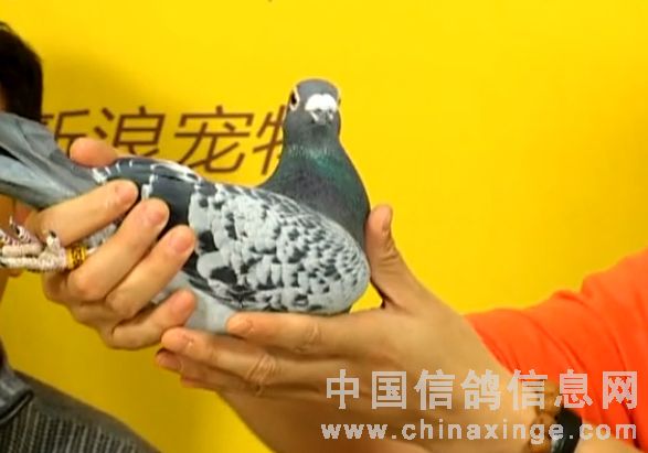 最新罗汉说鸽119期视频,深度解析养鸽之道,带你领略养鸽的魅力